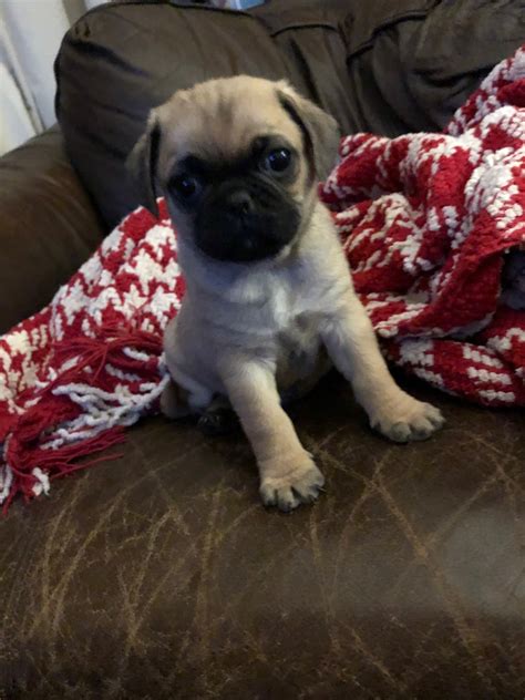 pug puppies for sale tucson|More.